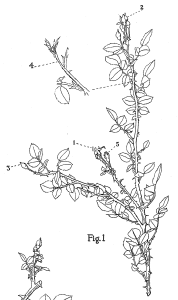 US PP1 rose plant patent